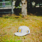 Dynasty Angel Devil Adjustable Hat Cream | Diamond